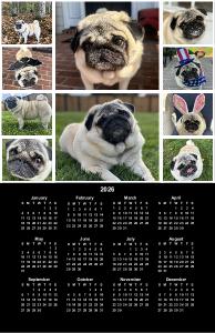 Jemma the Pug 2026 Poster Calendar