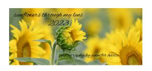 Sunflowers Through My Lens 2023 Desk Calendar