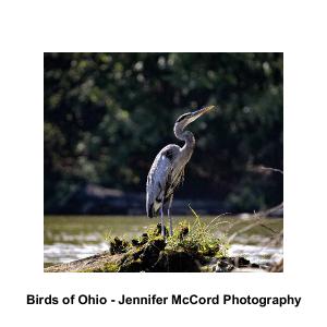 Birds of Ohio Calendar