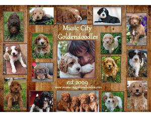 Music City Goldendoodles 2024 Calendar