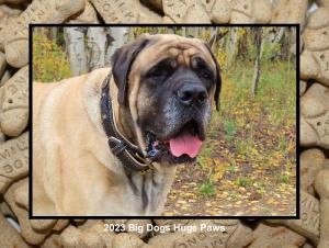 Big Dogs Huge Paws 2023 Calendar