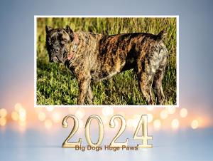 2024 Big Dogs Huge Paws Calendar