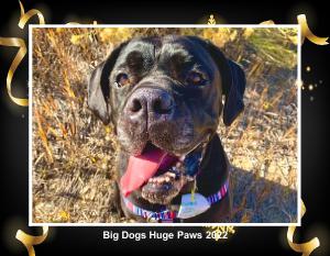 Big Dogs Huge Paws 2022 Calendar