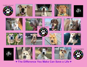 Jersey Girls Animal Rescue (JGAR) 2023 Calendar