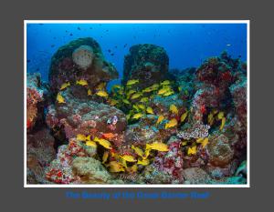 The Beauty of the Great Barrier Reef