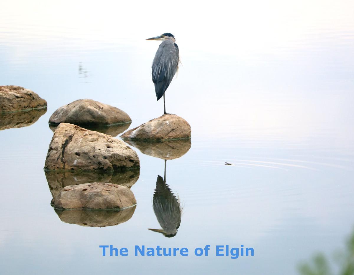 The Nature of Elgin (2024)