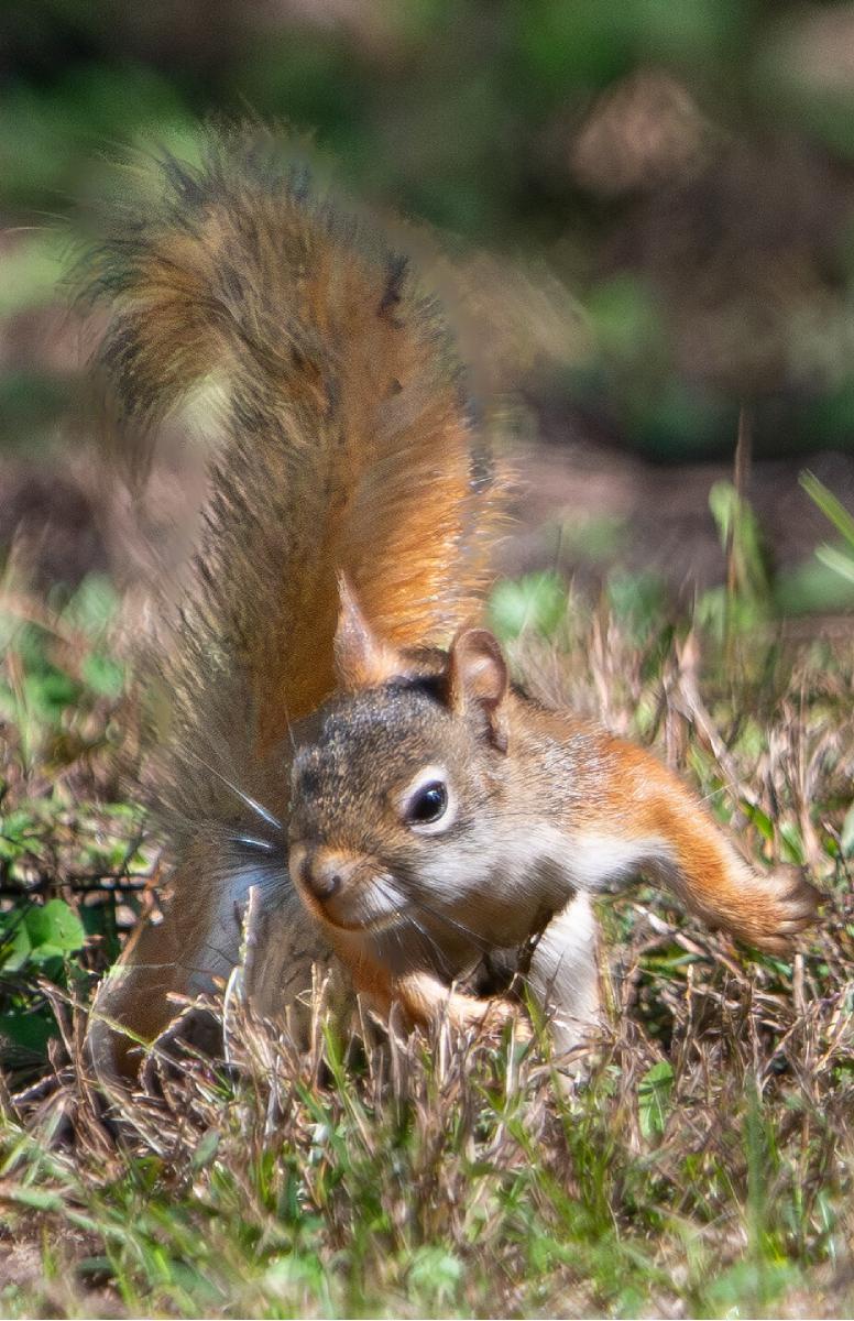 Superhero Red Squirrel