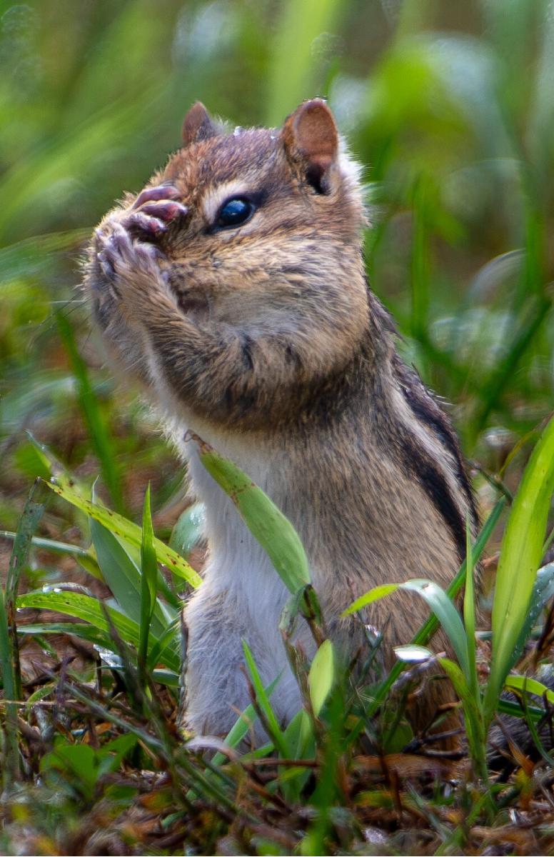 Embarrassed Chipmunk