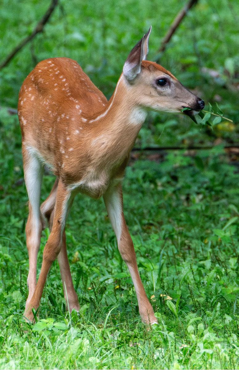 Fawn