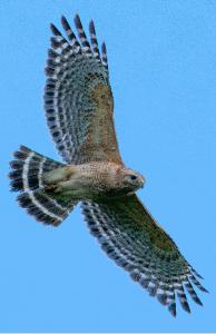 Red-Shouldered Hawk