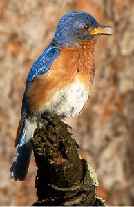 Eastern Bluebird