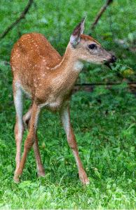 Fawn