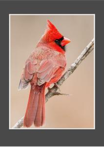 Cardinal Greeting Card