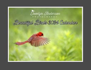 Jocelyn Anderson Photography Beautiful Birds 2024