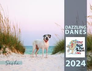 2024 Dazzling Danes Calendar
