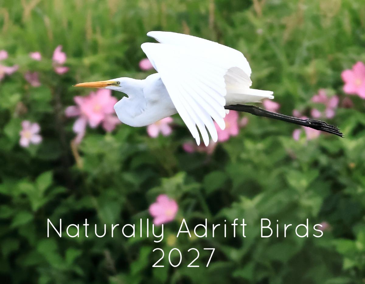 Naturally Adrift Birds