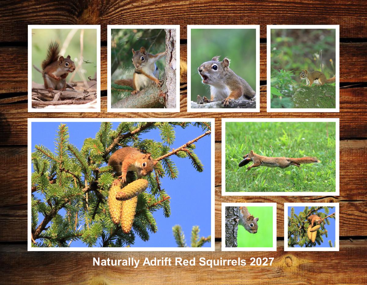 Naturally Adrift Red Squirrels