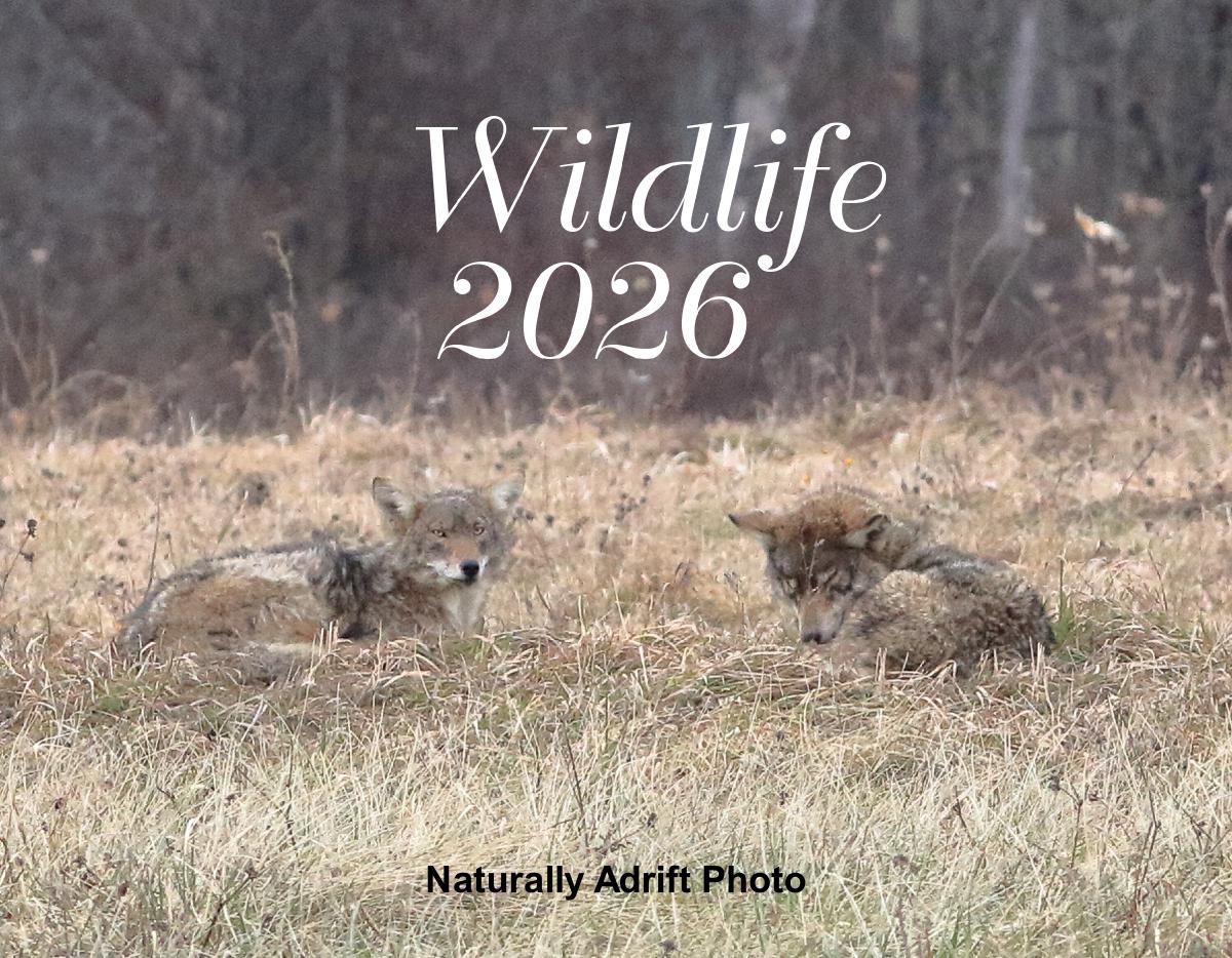 Wildlife 2026