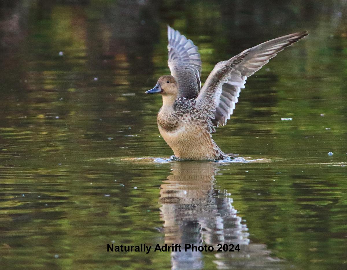 Naturally Adrift Photo 2024