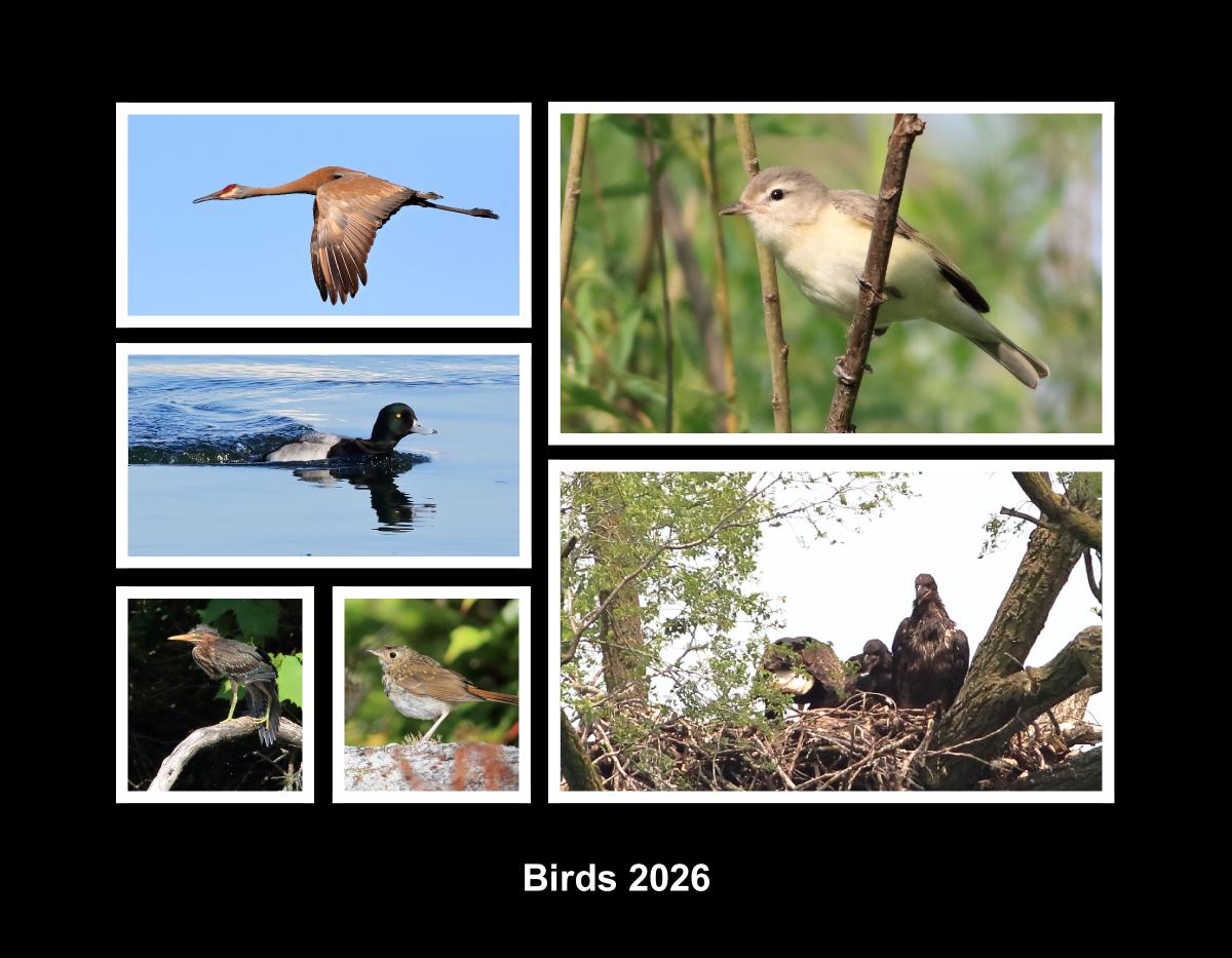 Birds 2026