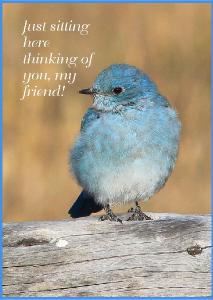 Western Blue Bird Thinking of you card