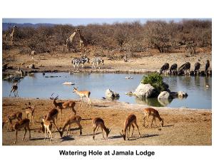 2026 - South African Safari