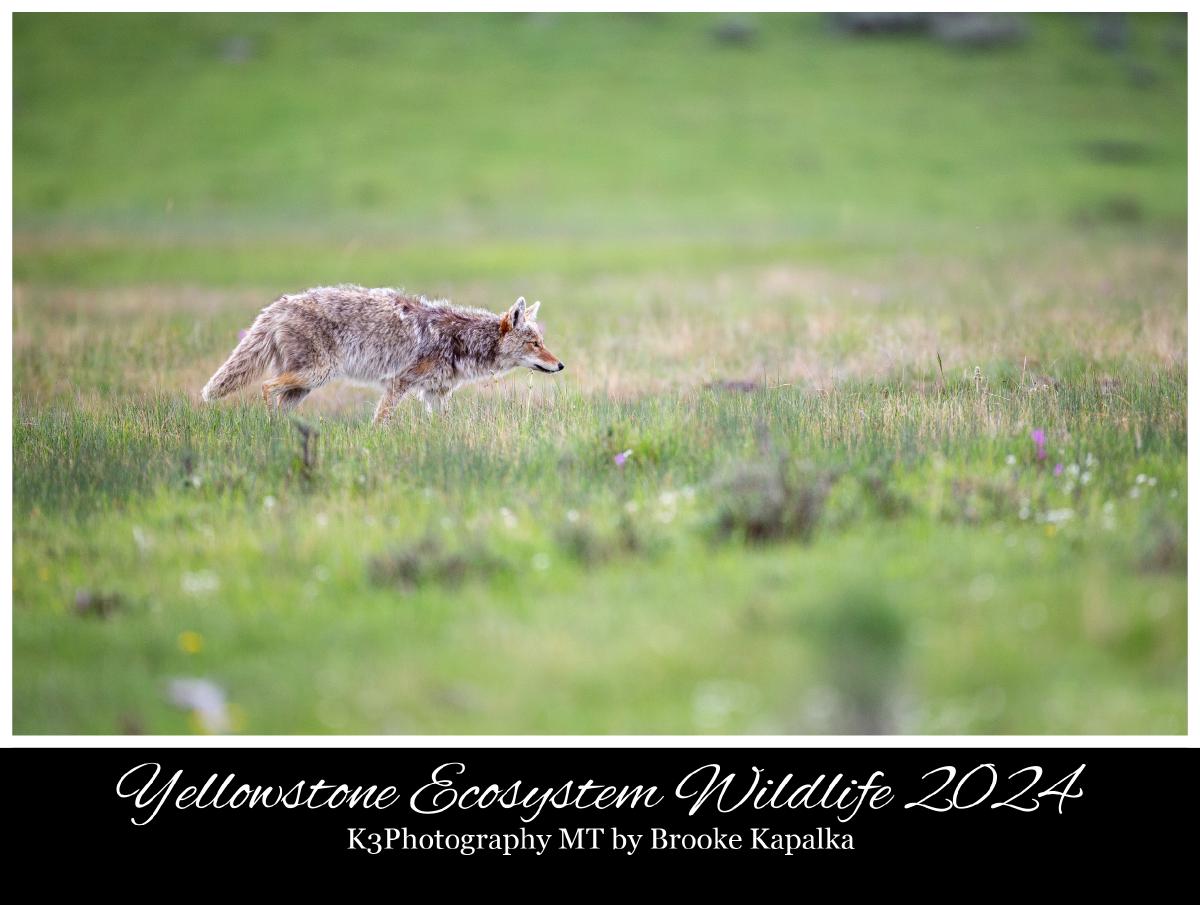 Yellowstone Ecosystem Wildlife 2024