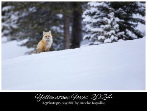 Yellowstone Foxes 2024