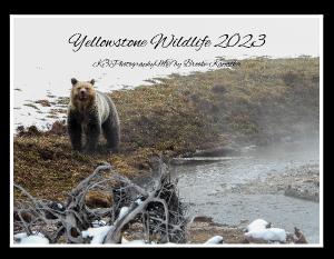 Yellowstone Wildlife 2023
