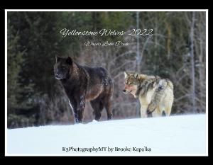 Yellowstone Wolves 2022