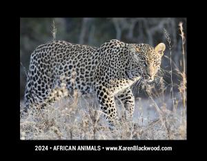 2024 African Animals Calendar