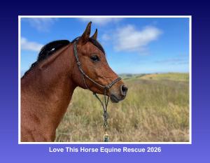 2026 Love This Horse Equine Rescue Calendar