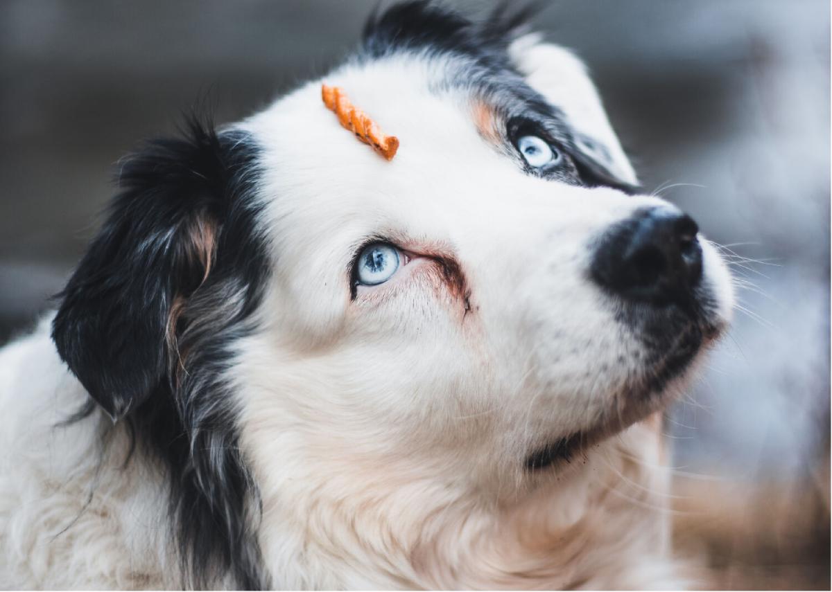 puppy love greeting card