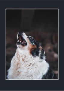 dog cards 2nd edition