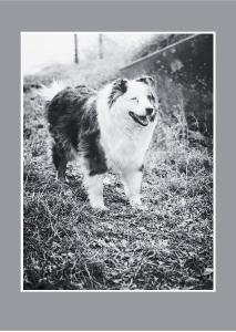 dog greeting cards 4th edition