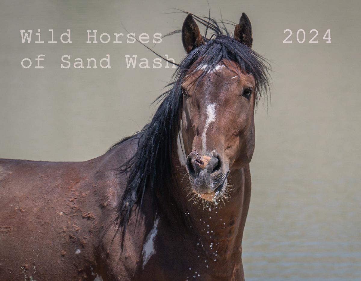 Wild Horses of Sand Wash 2024