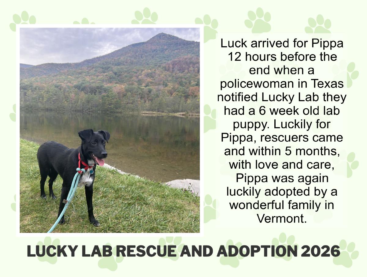 Lucky Lab Rescue 2026 Calendar