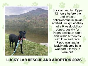 Lucky Lab Rescue 2026 Calendar