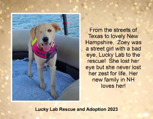 Lucky Lab Rescue and Adoption 2023