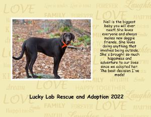 Lucky Lab Rescue & Adoption 2022 Calendar
