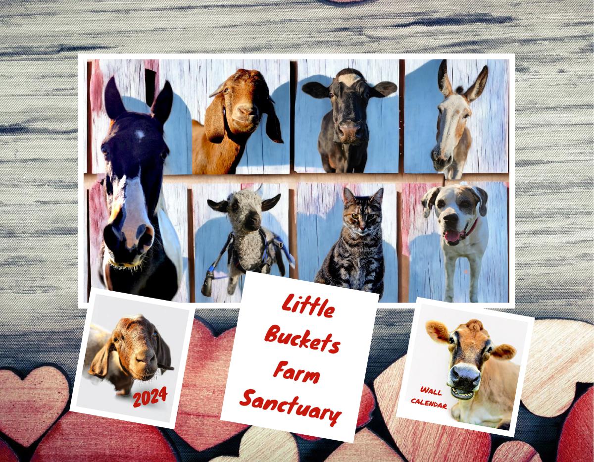 2024 Wall Calendar - Little Buckets Farm Sanctuary