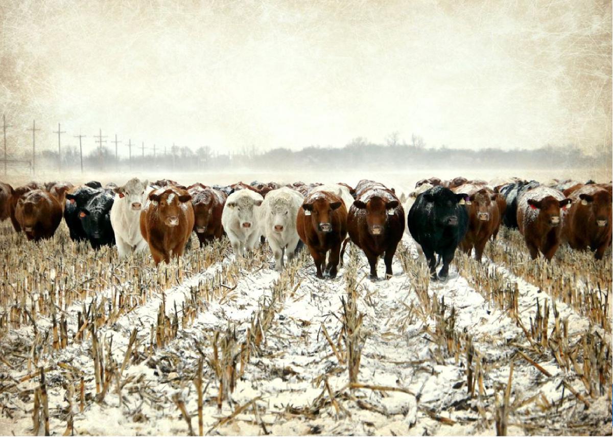 The Herd note card