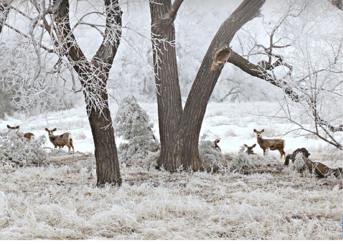 Winter Logan County