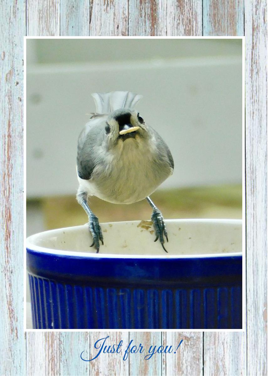 Tufted Titmouse