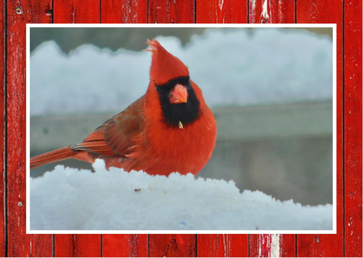 Cardinal chilling out