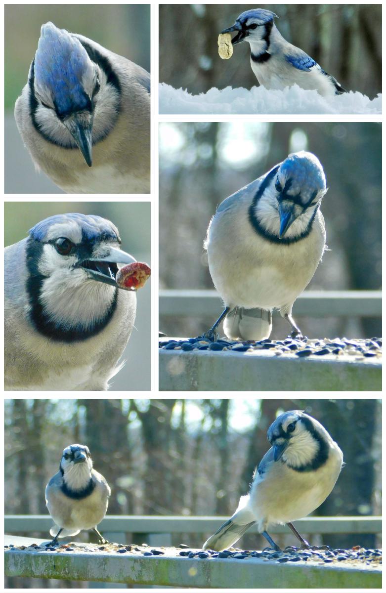 Blue Jay Notebook