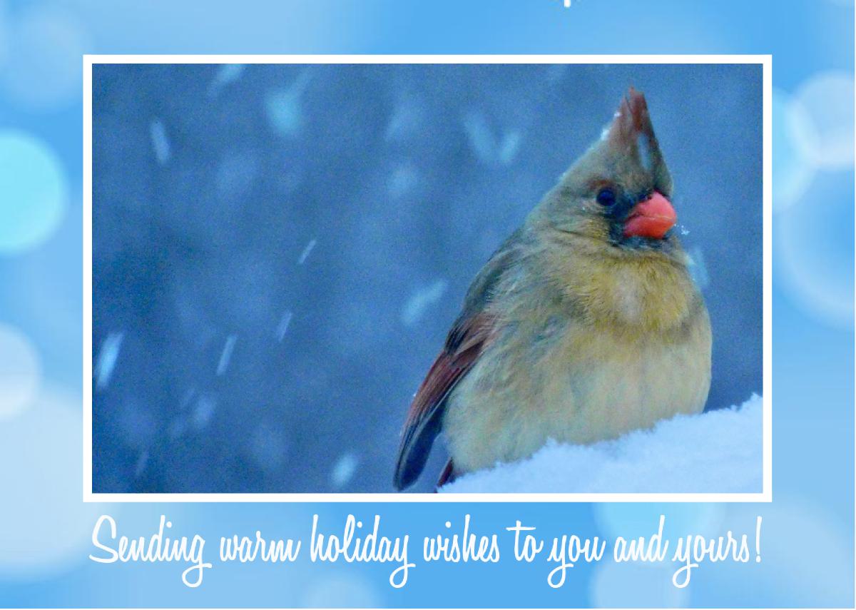 Female cardinal in the snow