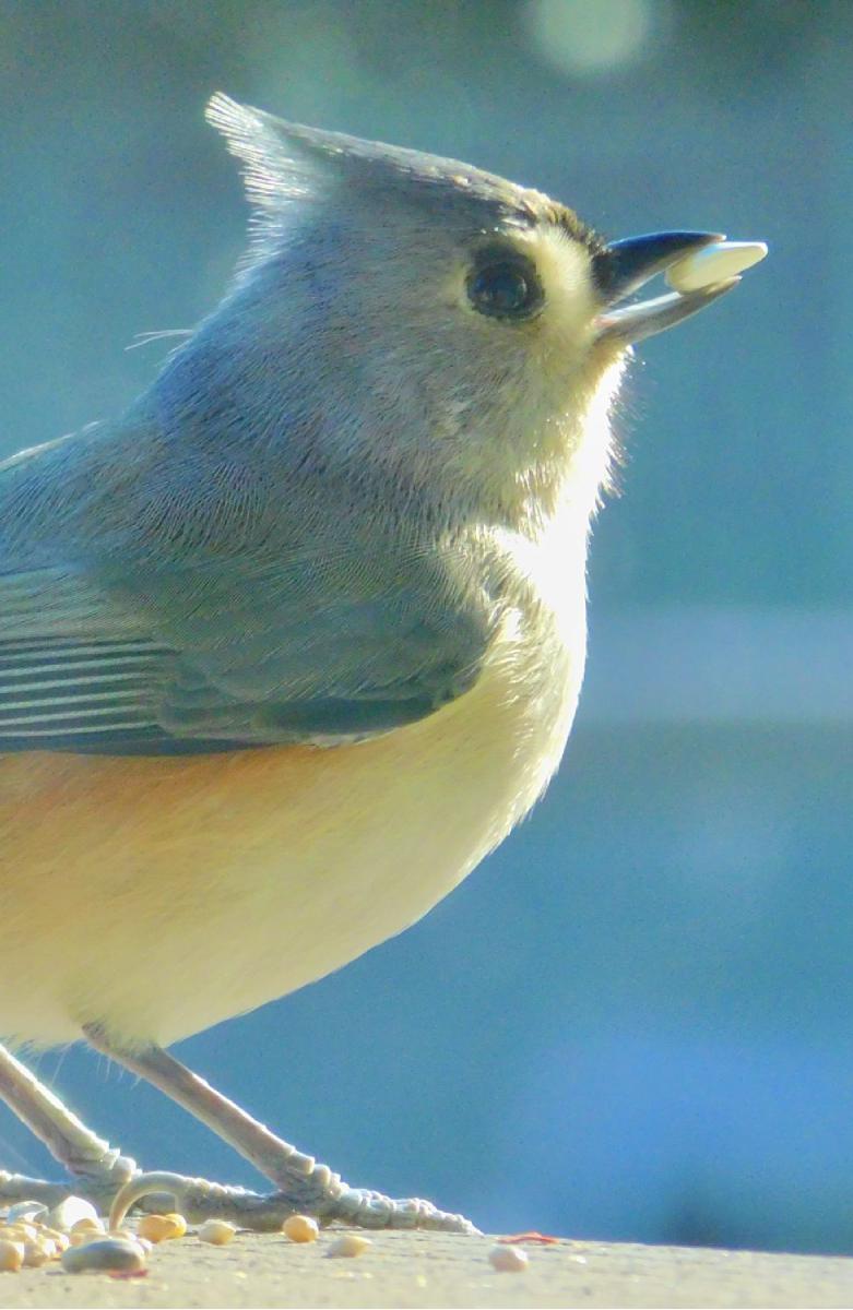 Tufted Titmouse Close-up