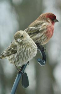 Finches Notebook
