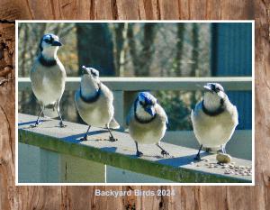 Backyard Birds 2024